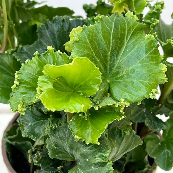 ヘデラ（アイビー）：コスモ3.5号鉢植え