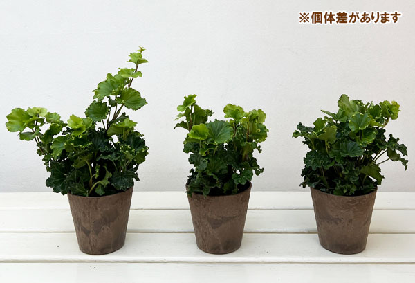 ヘデラ（アイビー）：コスモ3.5号鉢植え