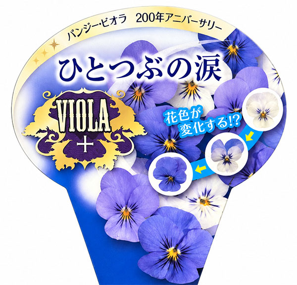 ビオラ:ひとつぶの涙3-3.5号ポット
