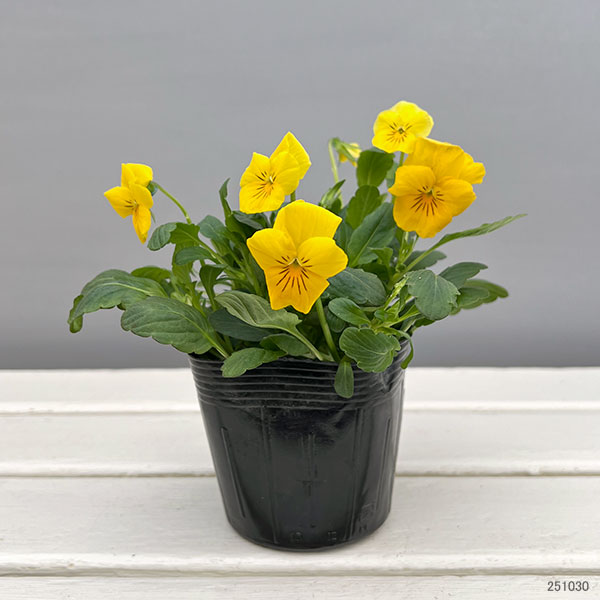 ほふく性ビオラ：フリーフォール　ゴールデンイエロー～3.5号ポット