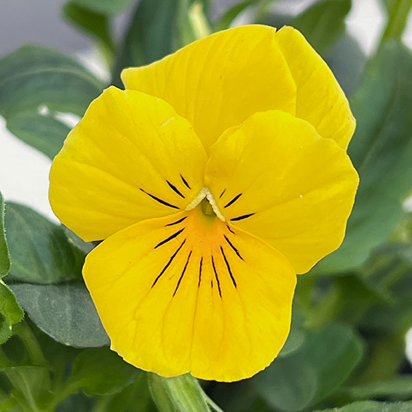 ほふく性ビオラ：フリーフォール　ゴールデンイエロー～3.5号ポット