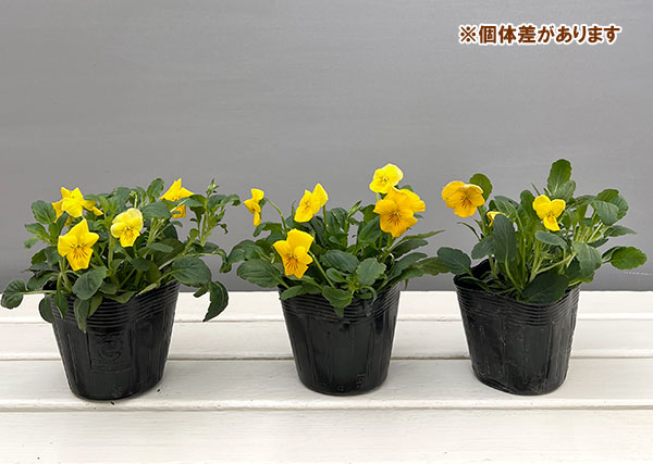 ほふく性ビオラ：フリーフォール　ゴールデンイエロー～3.5号ポット