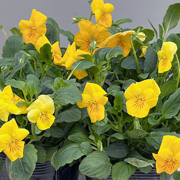 ほふく性ビオラ：フリーフォール　ゴールデンイエロー～3.5号ポット