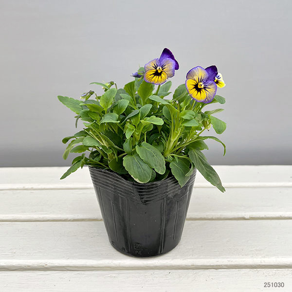 ほふく性ビオラ：フリーフォール　マリーナ～3.5号ポット 12株セット