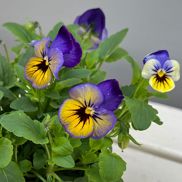 ほふく性ビオラ：フリーフォール　マリーナ～3.5号ポット 12株セット