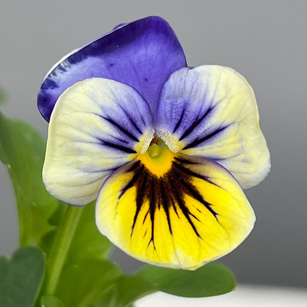 ほふく性ビオラ：フリーフォール　マリーナ～3.5号ポット 12株セット