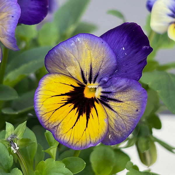 ほふく性ビオラ：フリーフォール　マリーナ～3.5号ポット 12株セット