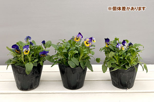 ほふく性ビオラ：フリーフォール　マリーナ～3.5号ポット 12株セット