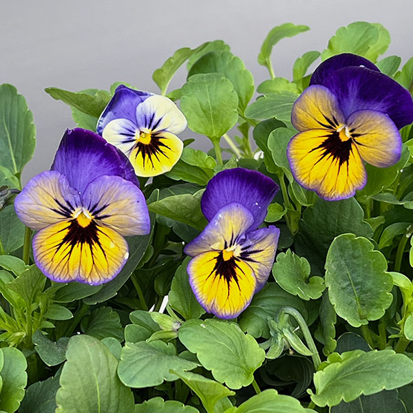 ほふく性ビオラ：フリーフォール　マリーナ～3.5号ポット 12株セット