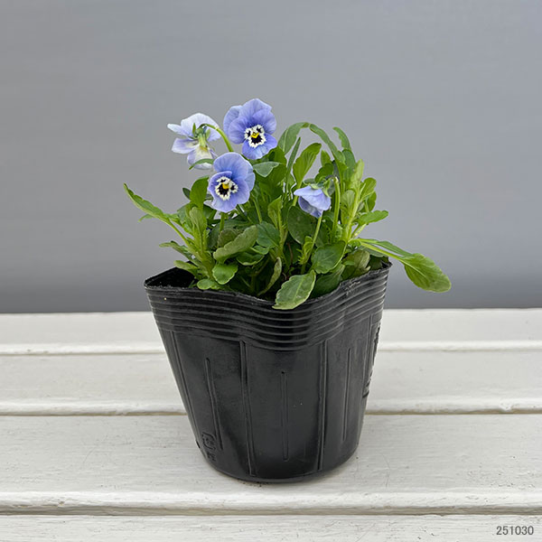 ほふく性ビオラ：フリーフォール　モルフォ～3.5号ポット 12株セット