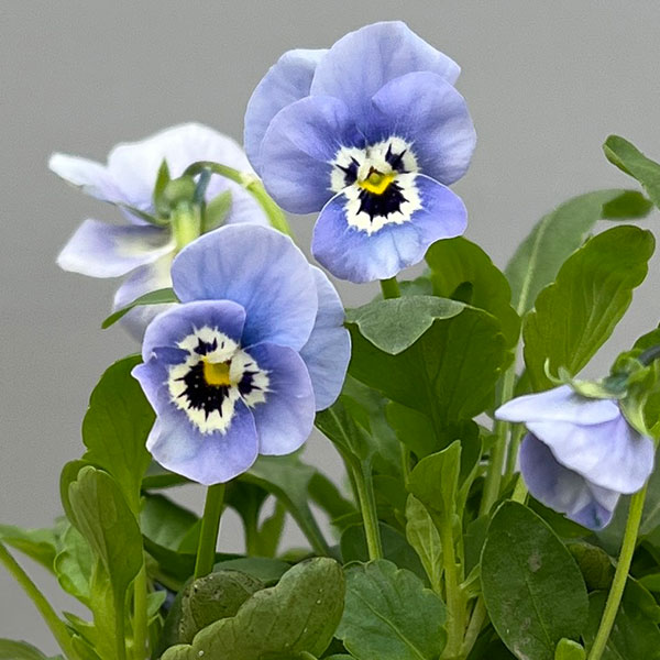 ほふく性ビオラ：フリーフォール　モルフォ～3.5号ポット 12株セット