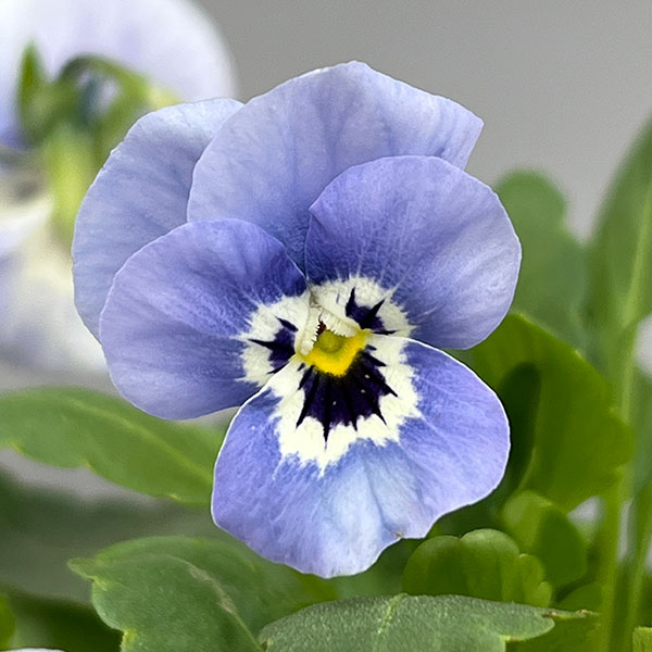 ほふく性ビオラ：フリーフォール　モルフォ～3.5号ポット 12株セット