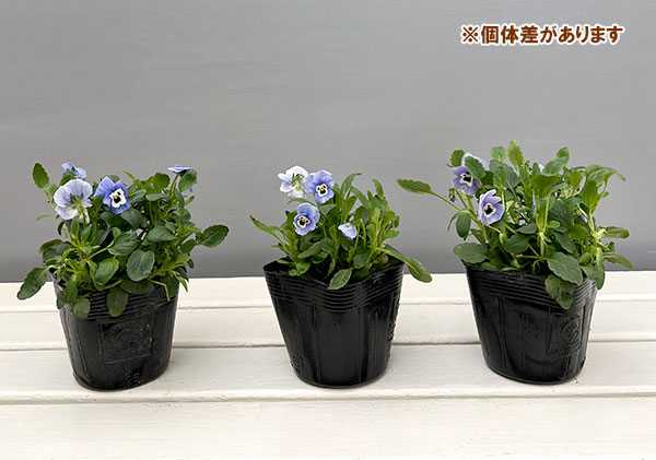 ほふく性ビオラ：フリーフォール　モルフォ～3.5号ポット 12株セット