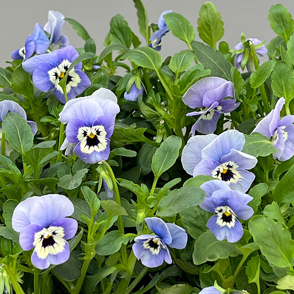 ほふく性ビオラ：フリーフォール　モルフォ～3.5号ポット 12株セット