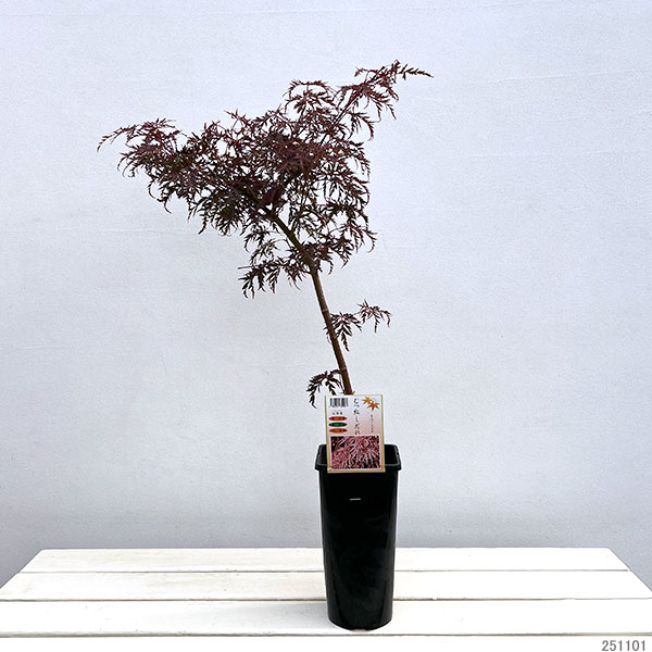 モミジ（カエデ）：陸奥紅枝垂れ（ムツベニシダレ）4号ポット