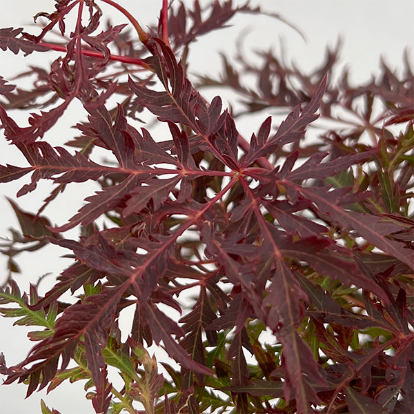 モミジ（カエデ）：陸奥紅枝垂れ（ムツベニシダレ）4号ポット