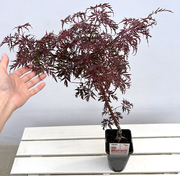 モミジ（カエデ）：陸奥紅枝垂れ（ムツベニシダレ）4号ポット