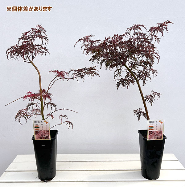モミジ（カエデ）：陸奥紅枝垂れ（ムツベニシダレ）4号ポット