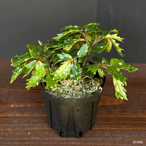 ベゴニア：sp. パプアニューギニア 2号ポット