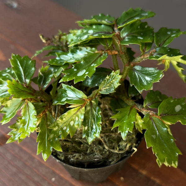 ベゴニア：sp. パプアニューギニア 2号ポット