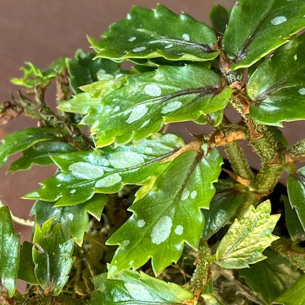 ベゴニア：sp. パプアニューギニア 2号ポット