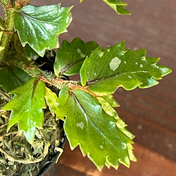 ベゴニア：sp. パプアニューギニア 2号ポット