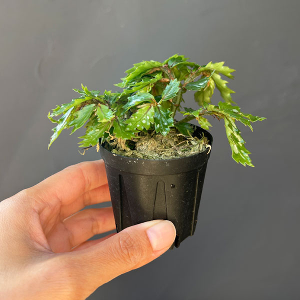 ベゴニア：sp. パプアニューギニア 2号ポット