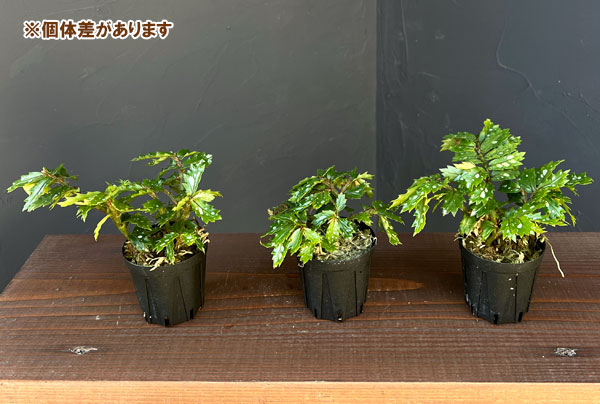 ベゴニア：sp. パプアニューギニア 2号ポット