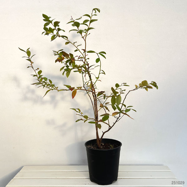 ブルーベリー(サザンハイブッシュ系):オニール7号ポット