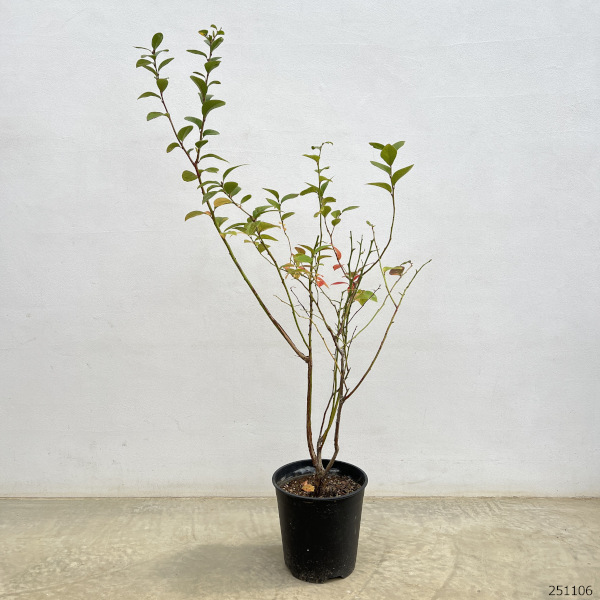 ブルーベリー（サザンハイブッシュ系）：オニール7号ポット