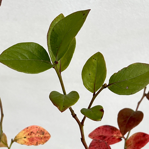 ブルーベリー（サザンハイブッシュ系）：オザークブルー7号ポット