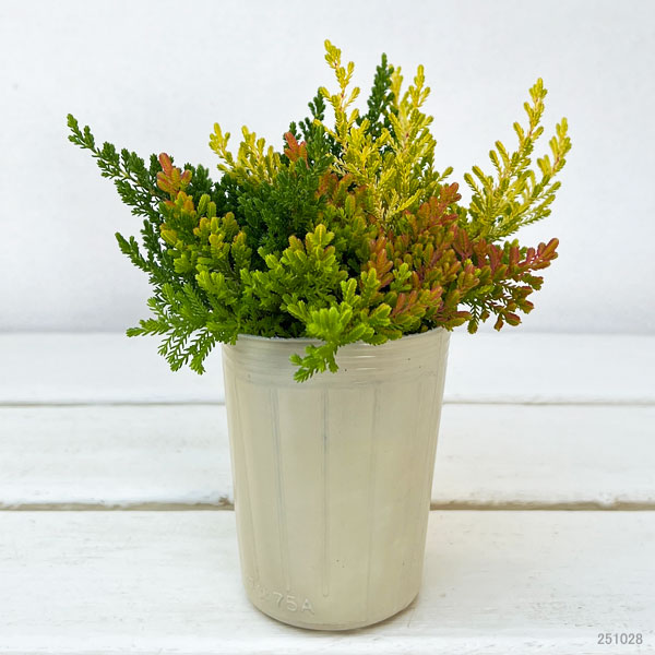 カルーナ：ブルガリス 葉色ミックス寄せ植え 2.5号ロングポット