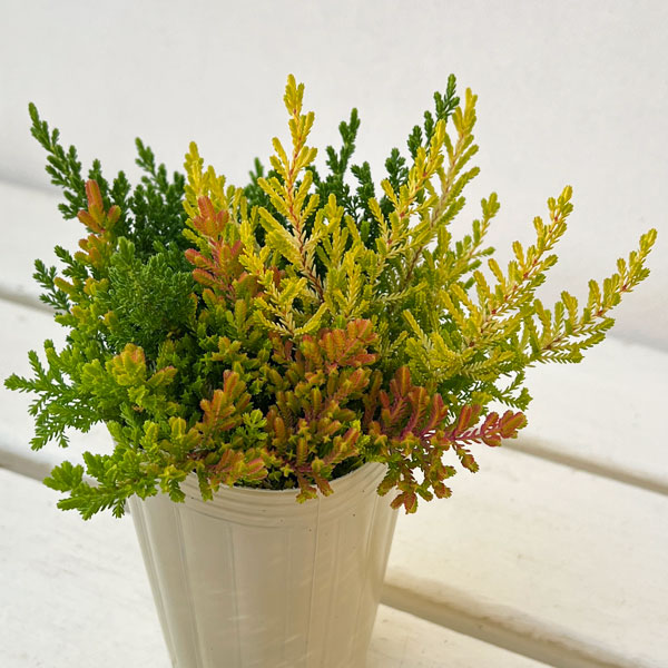 カルーナ：ブルガリス 葉色ミックス寄せ植え 2.5号ロングポット