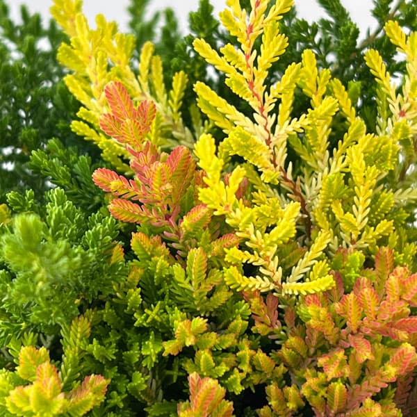 カルーナ：ブルガリス 葉色ミックス寄せ植え 2.5号ロングポット