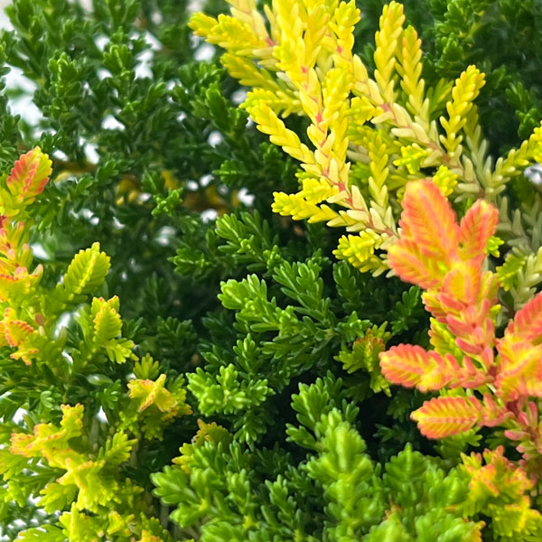 カルーナ：ブルガリス 葉色ミックス寄せ植え 2.5号ロングポット