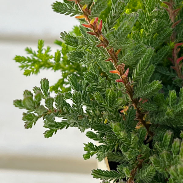 カルーナ：ブルガリス 葉色ミックス寄せ植え 2.5号ロングポット