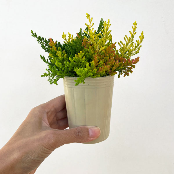 カルーナ：ブルガリス 葉色ミックス寄せ植え 2.5号ロングポット