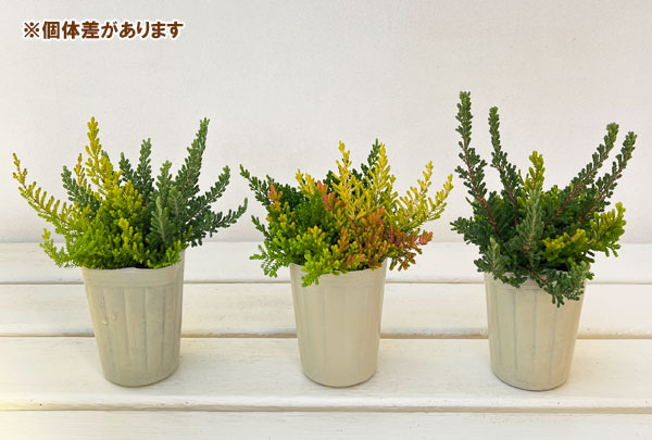 カルーナ：ブルガリス 葉色ミックス寄せ植え 2.5号ロングポット