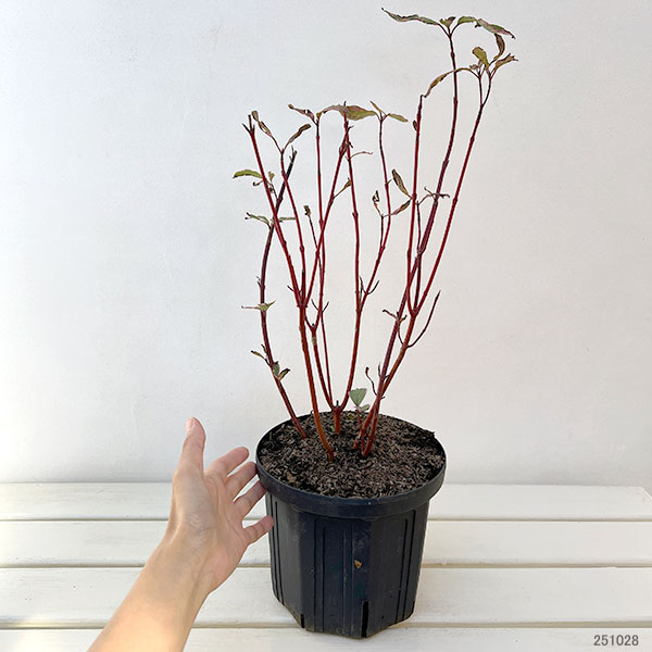 サンゴミズキ（コルヌスアルバ）：ミラクル6号ポット