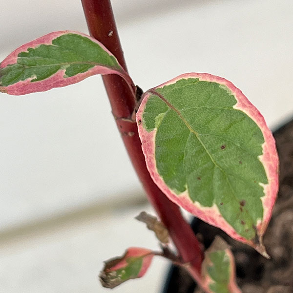 サンゴミズキ（コルヌスアルバ）：ミラクル6号ポット