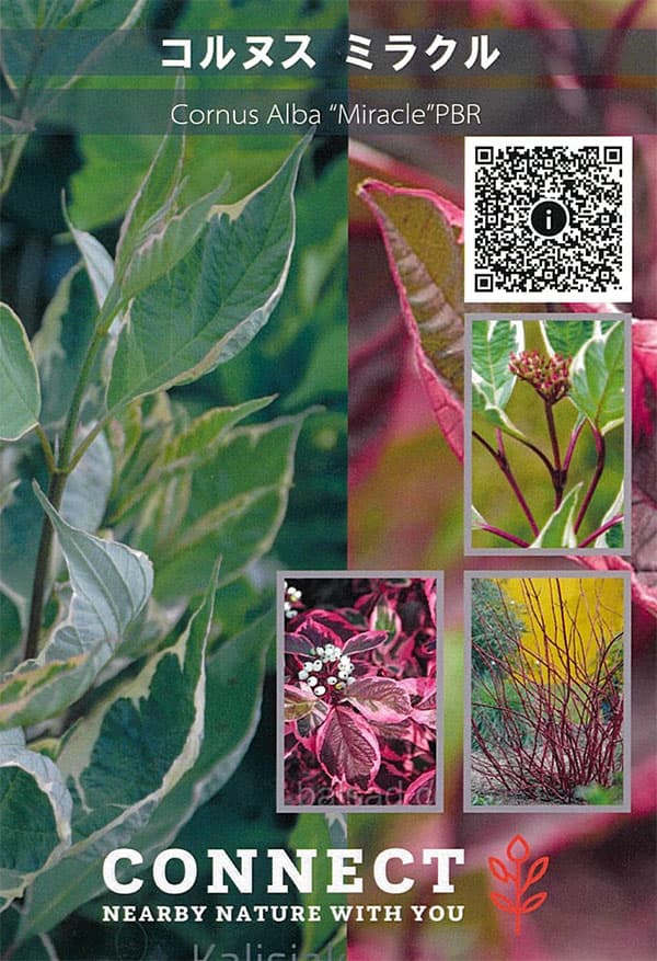 サンゴミズキ（コルヌスアルバ）：ミラクル6号ポット