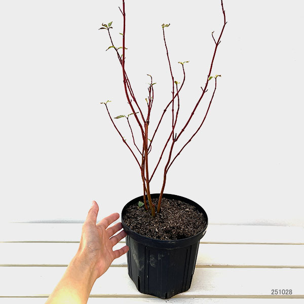 サンゴミズキ（コルヌスアルバ）：アイボリーハロー6号ポット