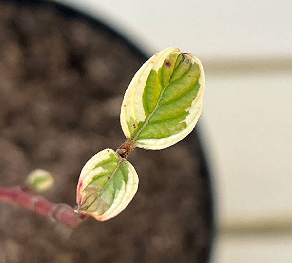 サンゴミズキ（コルヌスアルバ）：アイボリーハロー6号ポット