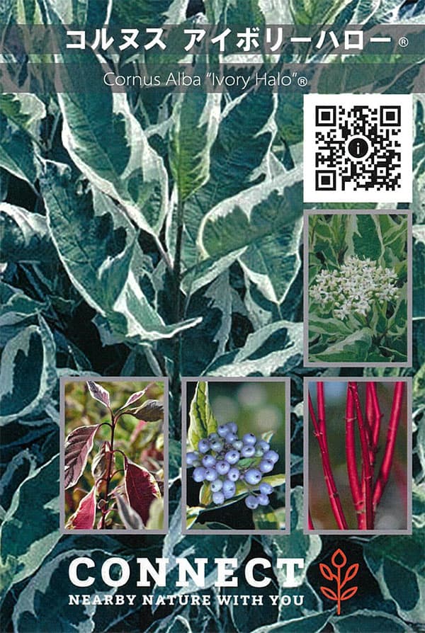 サンゴミズキ（コルヌスアルバ）：アイボリーハロー6号ポット