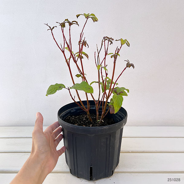 サンゴミズキ(コルヌスアルバ):ネオンバースト6号ポット