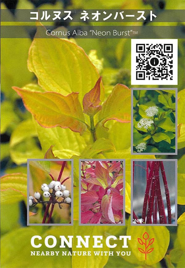 サンゴミズキ(コルヌスアルバ):ネオンバースト6号ポット