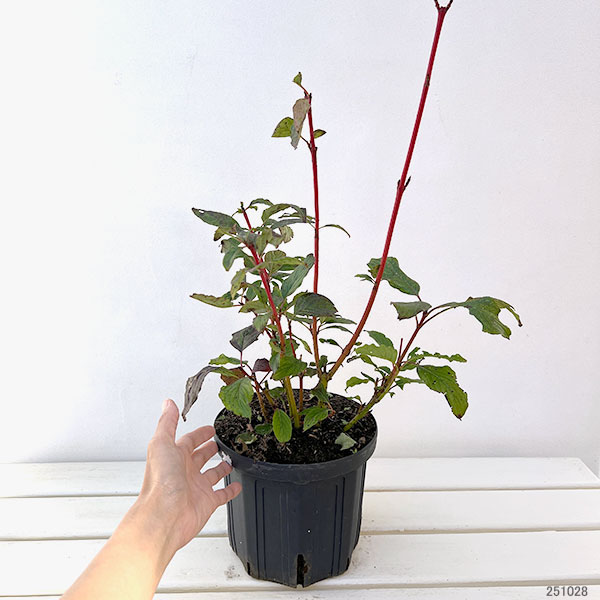 サンゴミズキ（コルヌスアルバ）：シベリアンパールズ6号ポット