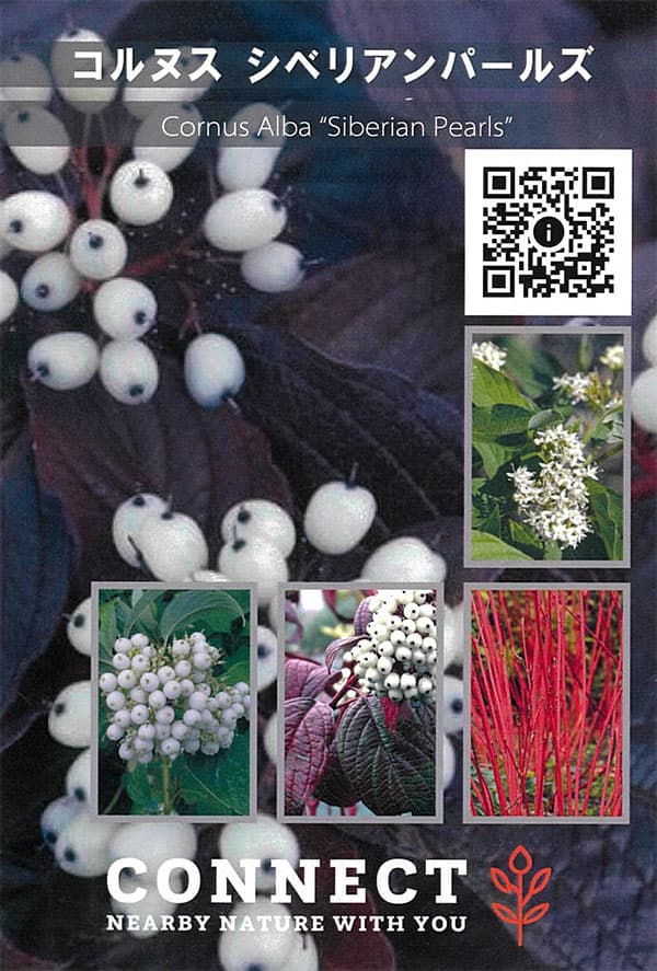 サンゴミズキ（コルヌスアルバ）：シベリアンパールズ6号ポット