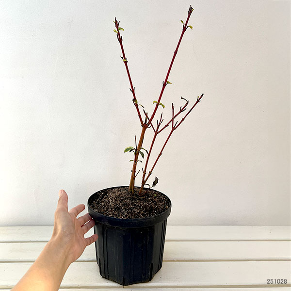 サンゴミズキ（コルヌスアルバ）：シベリカバリエガータ6号ポット