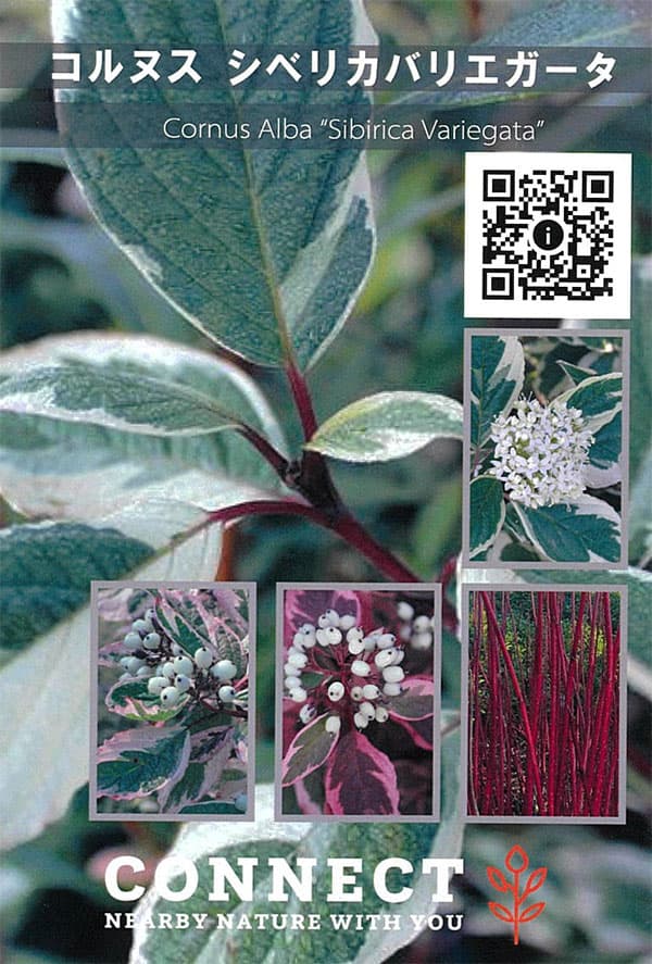 サンゴミズキ（コルヌスアルバ）：シベリカバリエガータ6号ポット